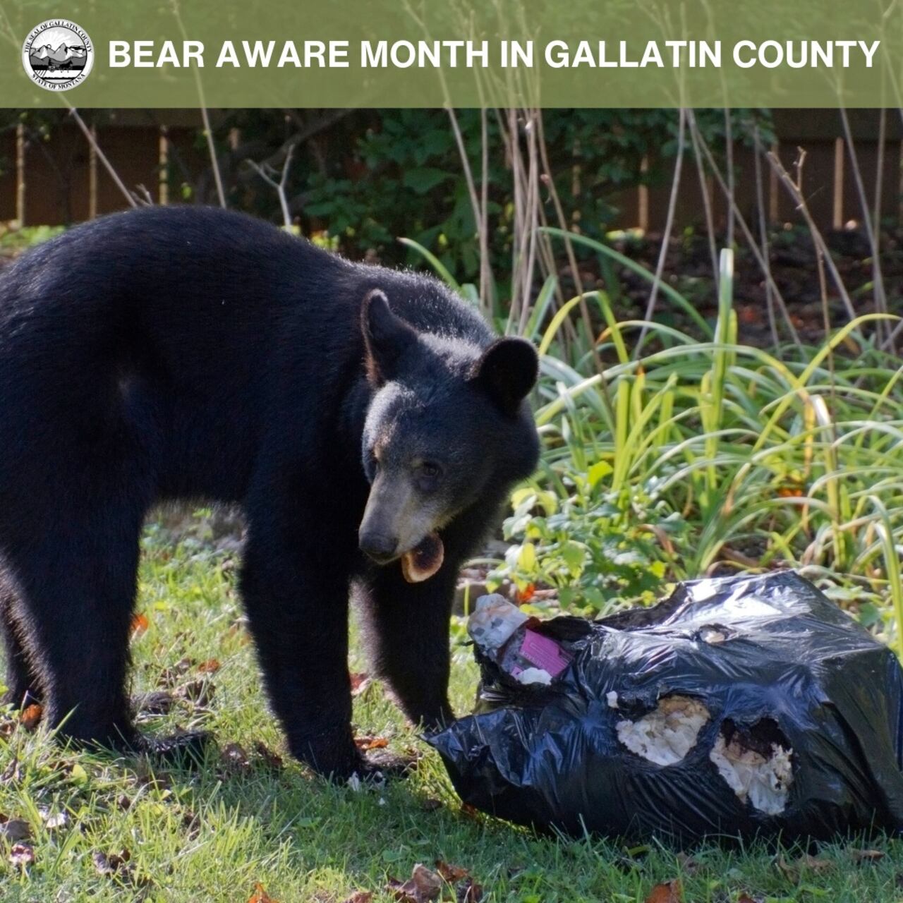Puede estar atento a los osos manteniéndolos alejados de los atrayentes en su propiedad. La basura es uno de los principales atractivos para los osos, dice el aviso de las autoridades en el lugar donde ocurrieron los hechos