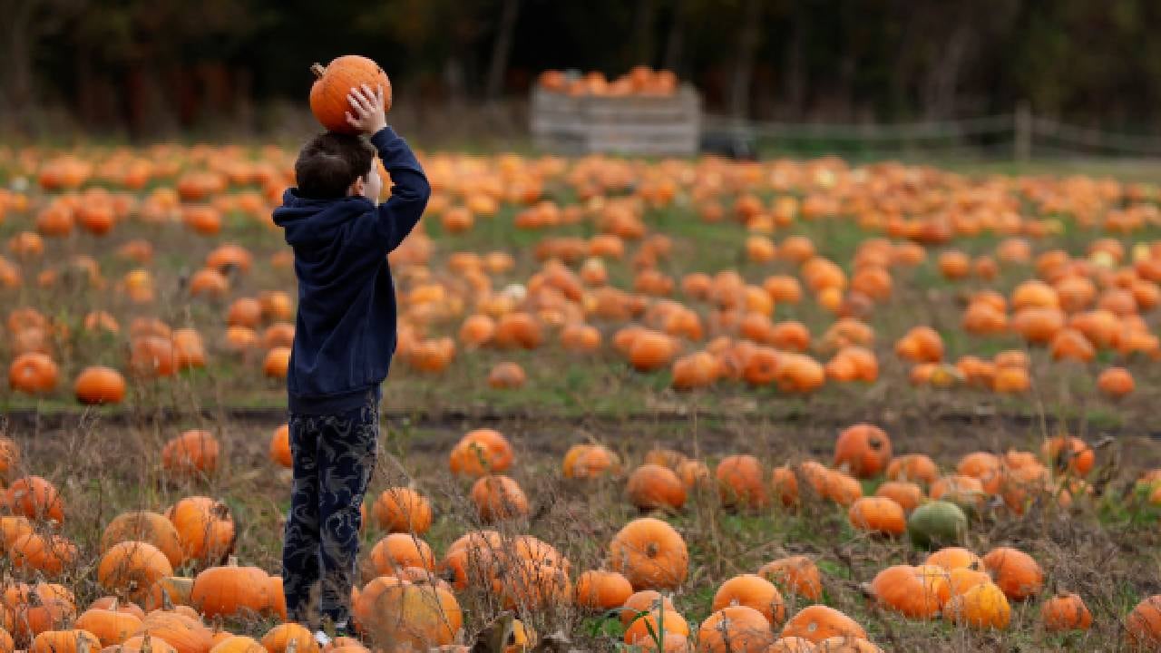 Se ven calabazas en The Pop up Farm Flamstead, antes de la apertura.