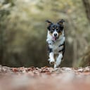 Razas de perros más rápidas