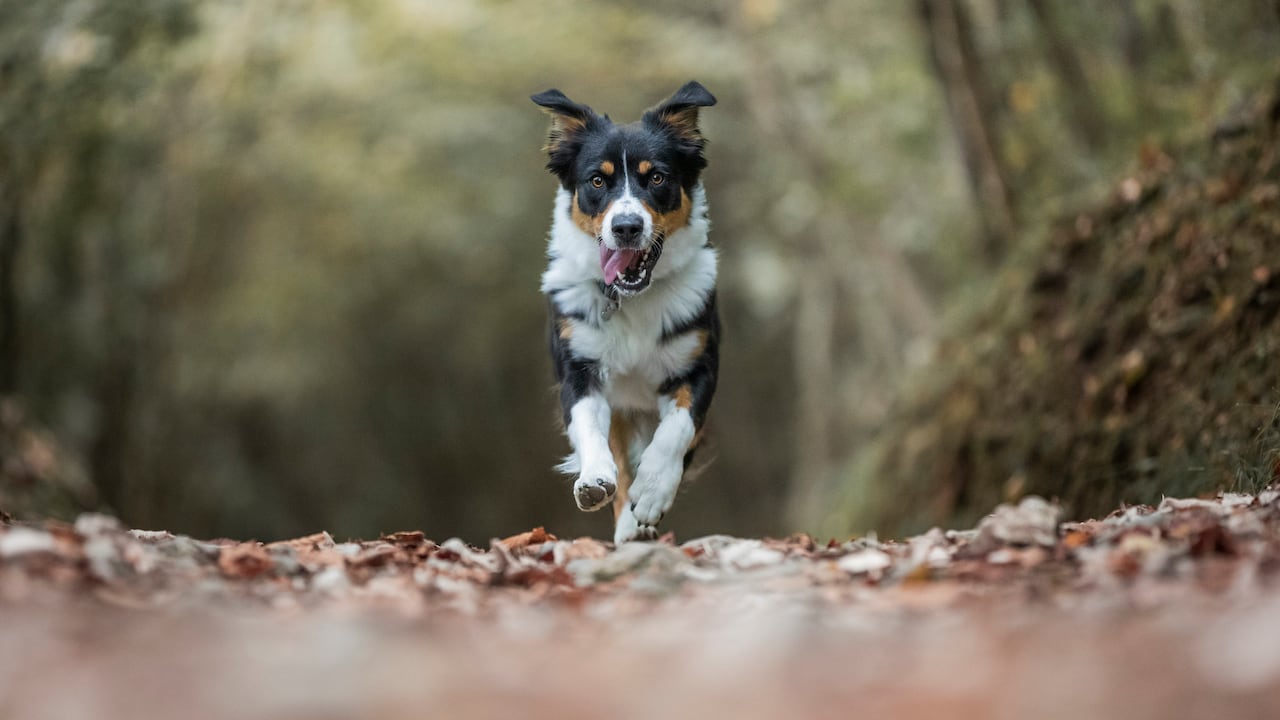 Hay razas de perros que destacan por su agilidad y velocidad.