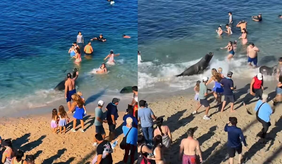Los bañistas pasaron momentos de asombro después de la aparición de un león marino en la playa