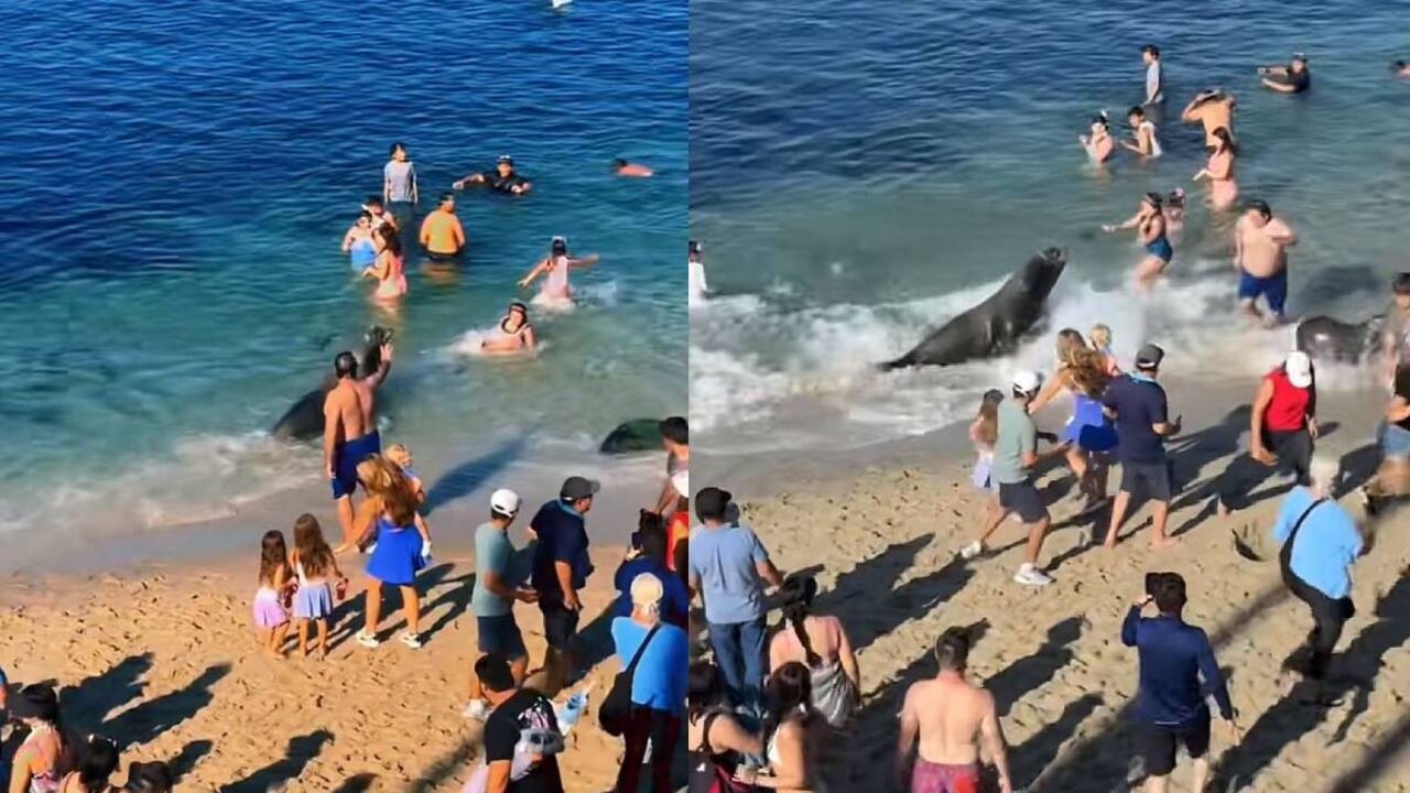 Los bañistas pasaron momentos de asombro después de la aparición de un león marino en la playa