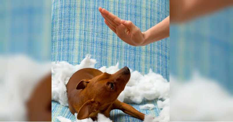 Las multas se imponen teniendo en cuenta la ley 1774 de 2016.