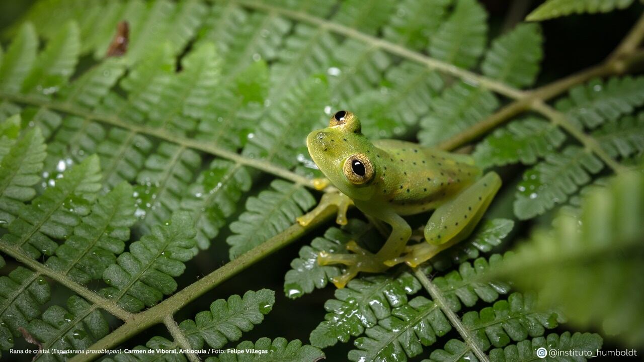 Rana de cristal (Espadarana prosoblepon). Carmen de Viboral, Antioquia.