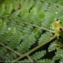 Rana de cristal (Espadarana prosoblepon). Carmen de Viboral, Antioquia. Con cerca de 850 especies registradas, Colombia ostenta el título del segundo país con mayor riqueza de anfibios, un grupo de la fauna silvestre representado por ranas o anuros, salamandras, tritones y cecilias.