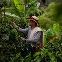 Cultivo cafetero