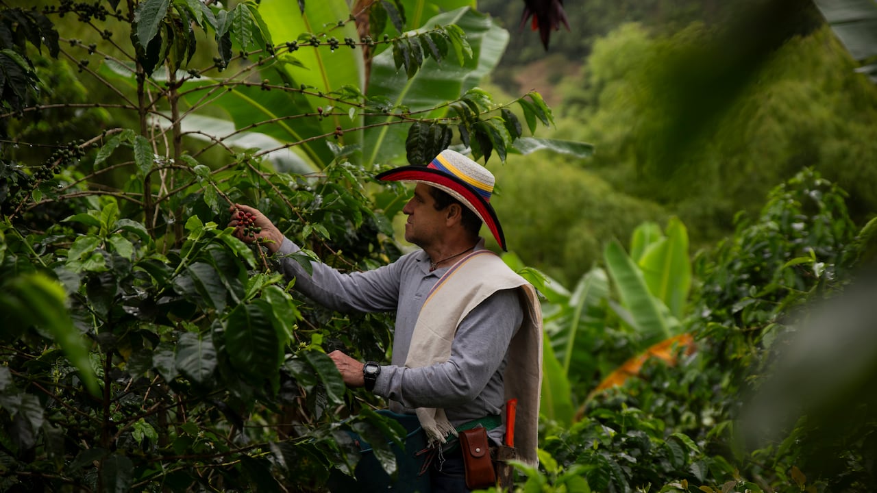 La región cafetera es una de las más apetecidas de los viajeros por su diversidad de encantos.