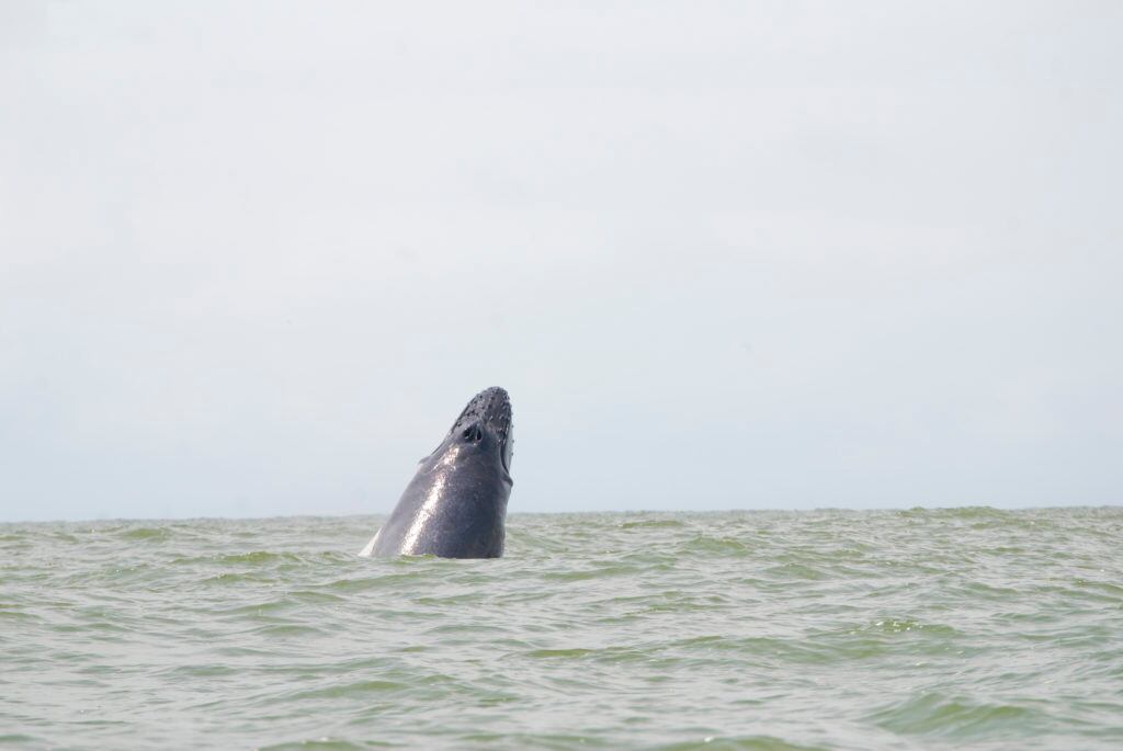 Avistamiento de ballenas jorobadas