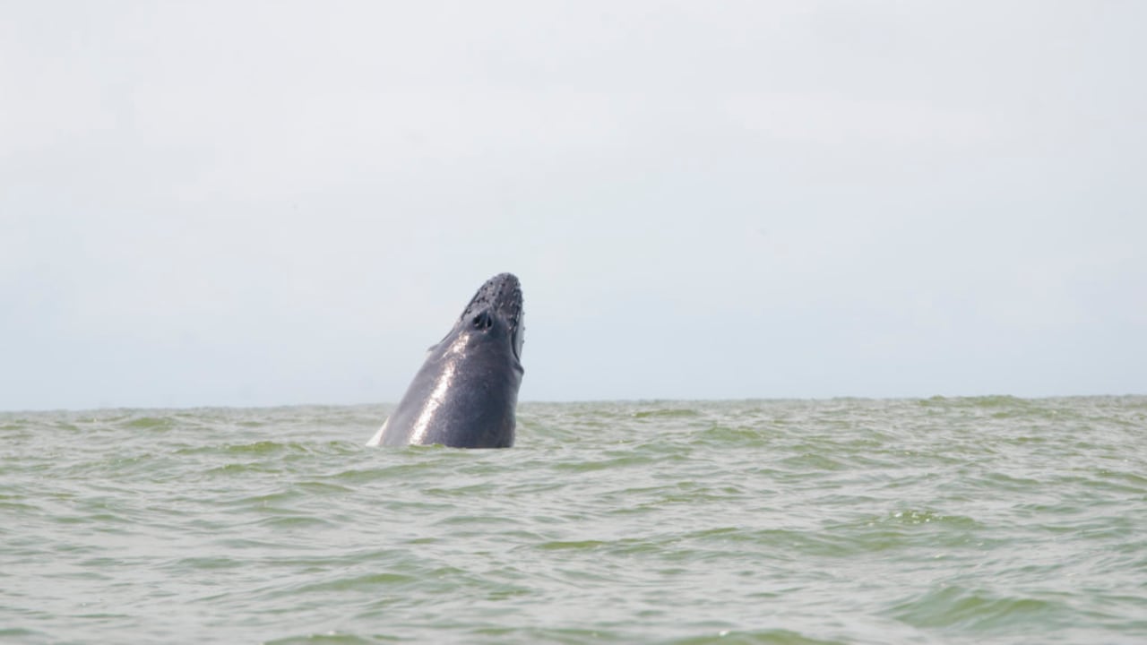 Avistamiento de ballenas jorobadas