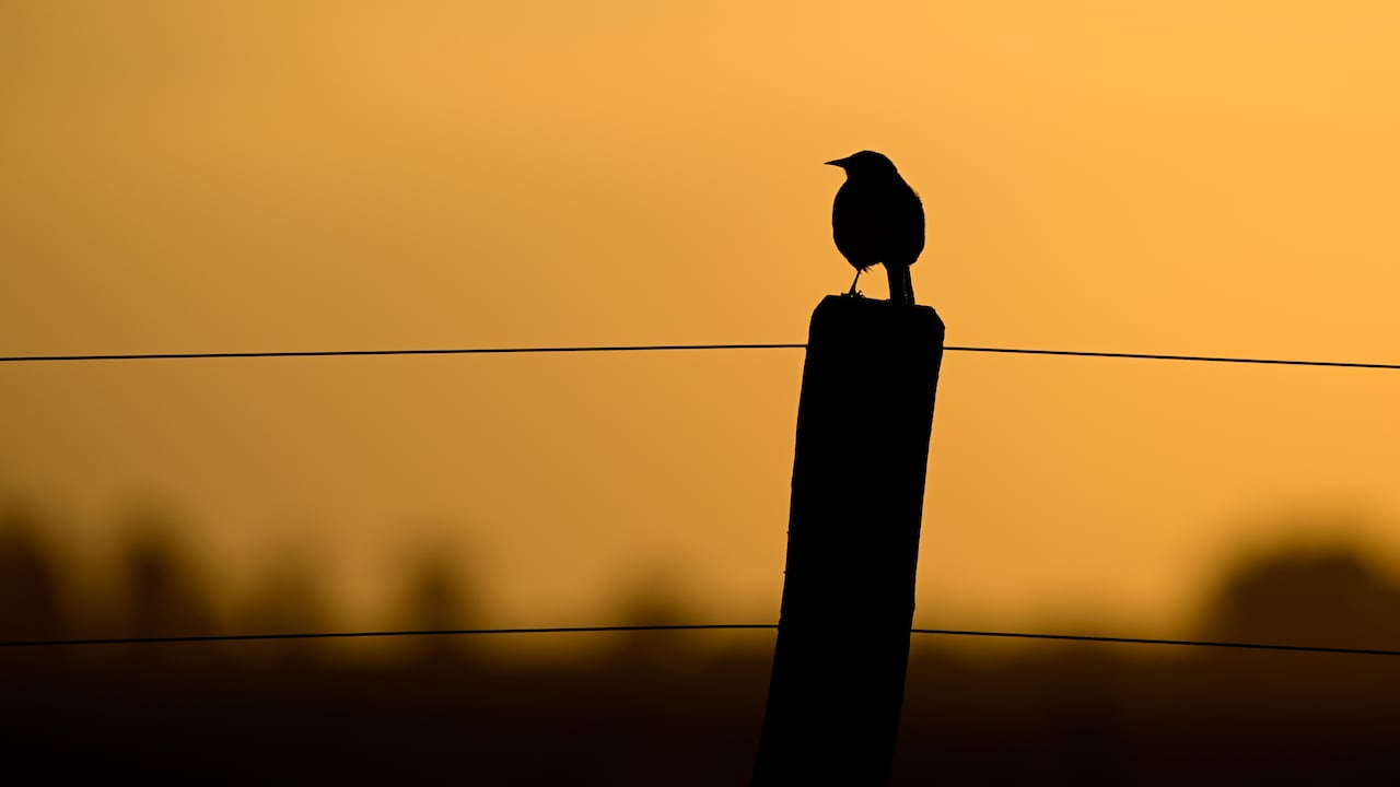 Carcasí - Santander