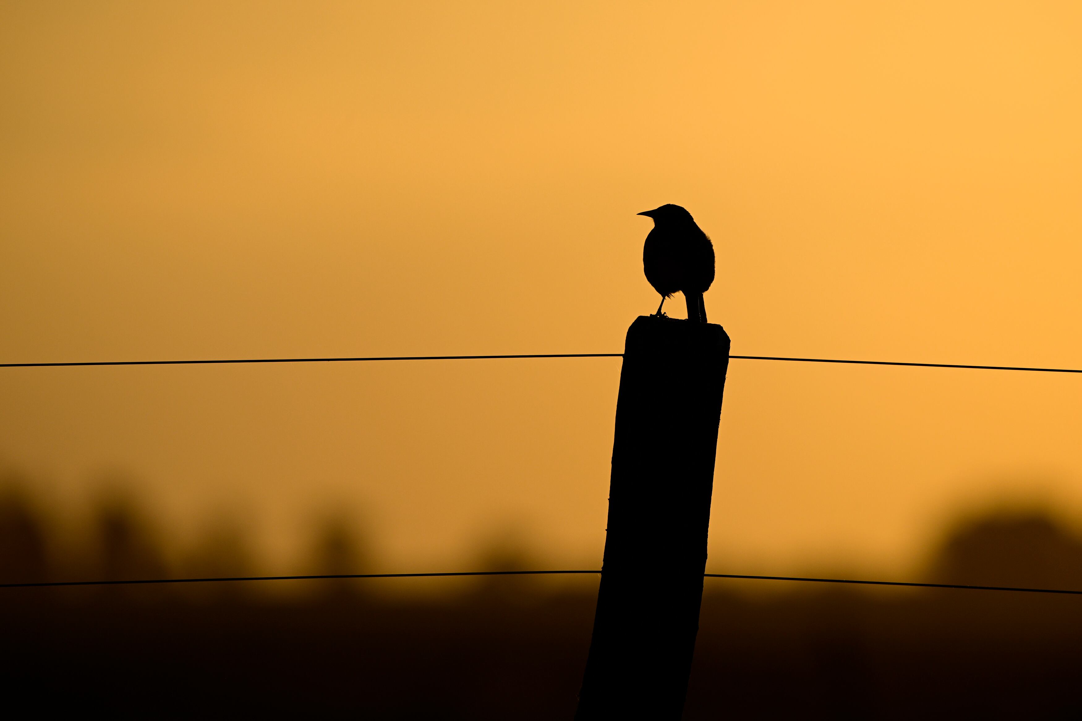 Carcasí - Santander