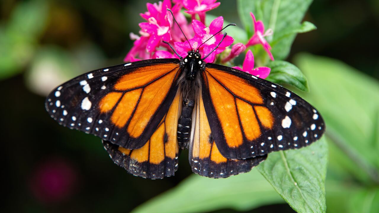 El mariposario es uno de los lugares para visitar y conocer en el Jardín Botánico del Quindío.