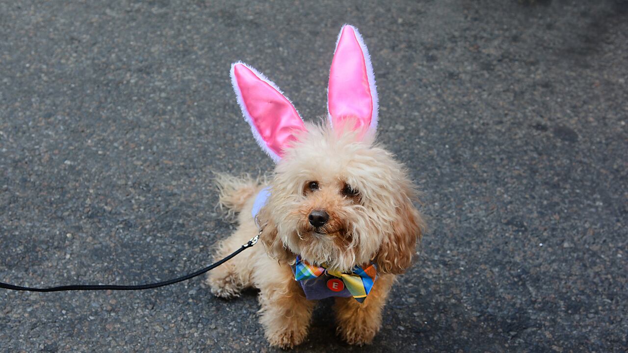 Durante el evento, el distrito promoverá la estrategia ‘Vecinos Buena Pata’.