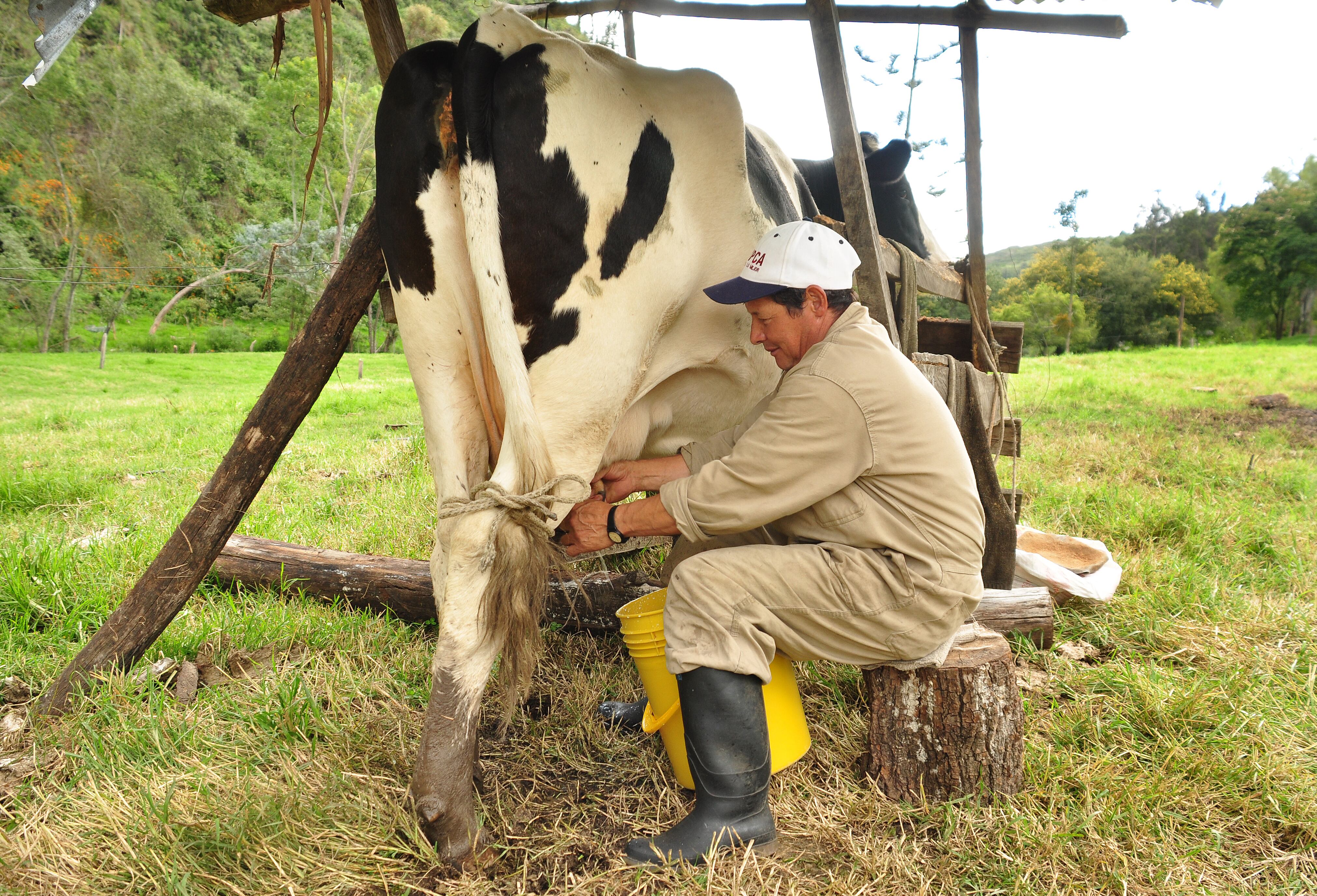 En Ubaté existe un legado lechero que ha pasado por generaciones y que hoy impulsa a las más jóvenes a emprender.