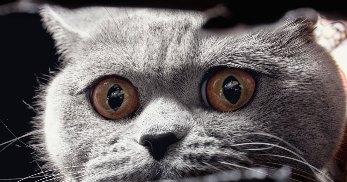 La posible interrupción del sueño es un factor importante a considerar, a la hora de aceptar dormir con mascotas, particularmente con gatos.