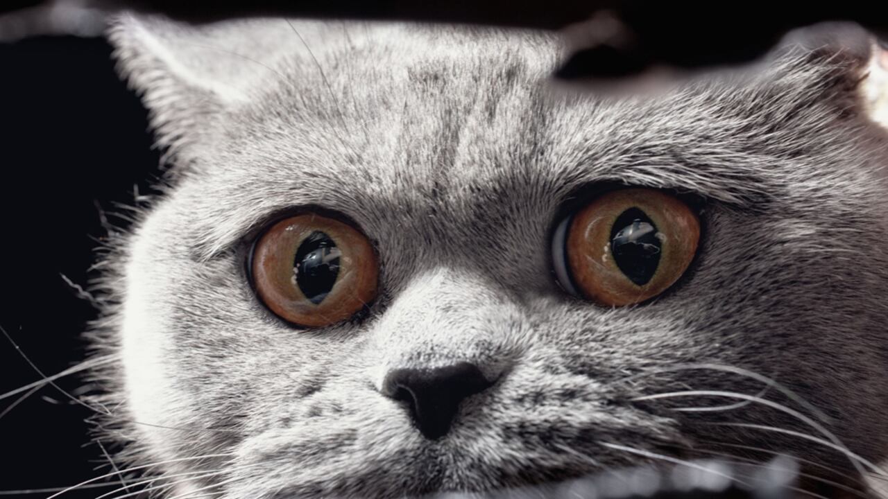 Qué hacer con el miedo y la fobia en los gatos