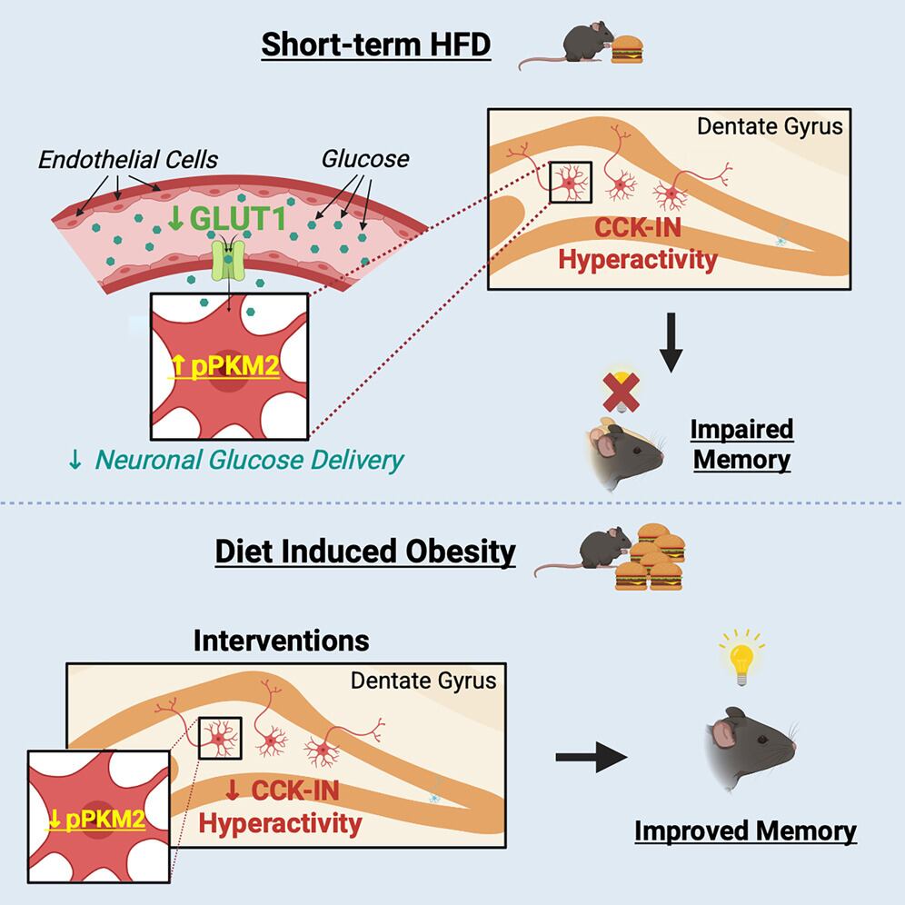 Un estudio con ratones reveló que la exposición corta a dietas grasas puede afectar la memoria antes de que aparezcan signos de obesidad.