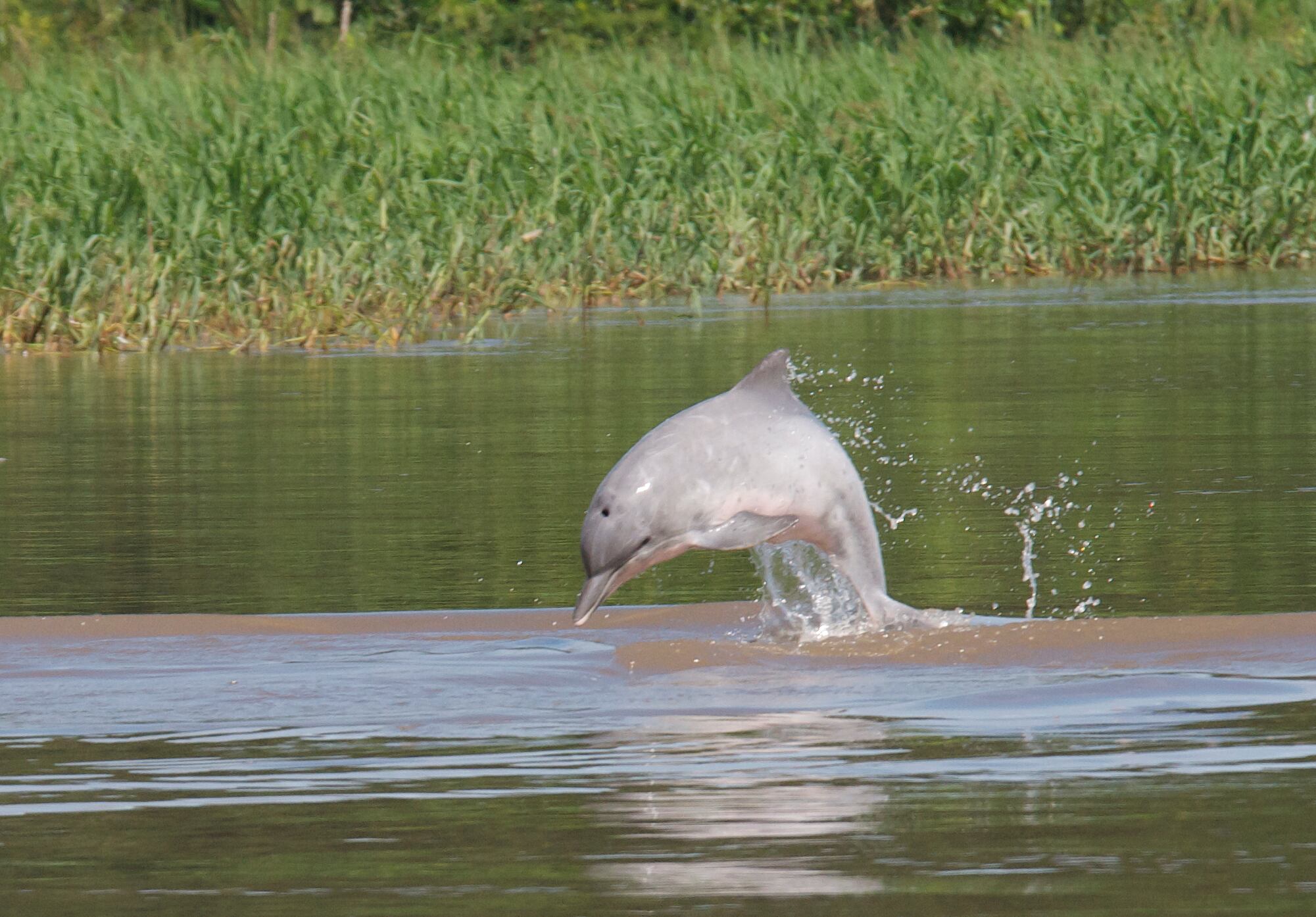 Delfín rosado, uno de los animales dispuestos para la observación en el turismo de naturaleza de la amazonía colombiana.