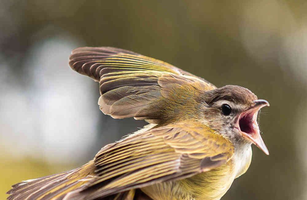 Girardota tiene gran potencial como destino de avistamiento de aves, actualmente biólogos hacen un inventario de las especies que habitan o transitan por los ecosistemas alrededor del municipio. 