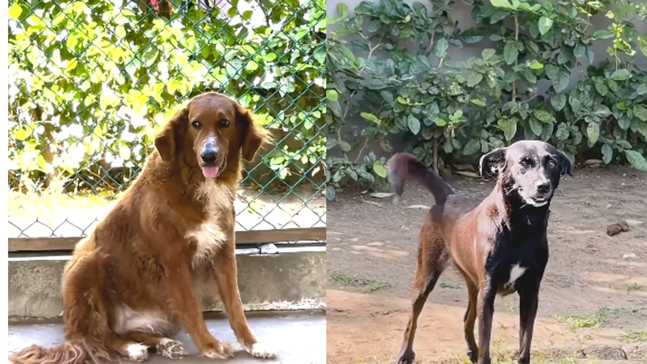 Las perritas del presidente electo.