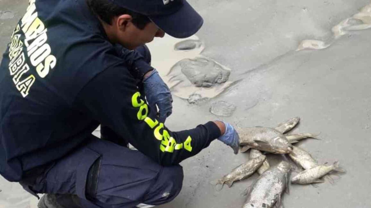 El Cuerpo de Bomberos de Campohermoso realiza la inspección en campo luego de la mortandad de peces registrada en el río Lengupá. Foto: Bomberos de Campohernoso.