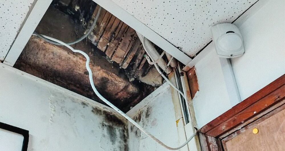     En varias de las 195 sedes de la Supernotariado se ven goteras gigantes, moho, animales y mobiliario en mal estado.