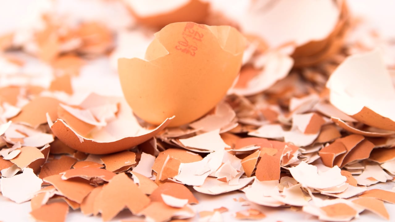 Las cáscaras de huevo tienen más bondades de las imaginadas.