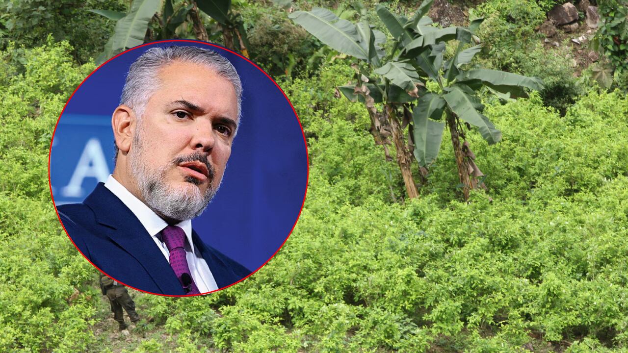 Iván Duque sobre erradicación de cultivos ilícitos