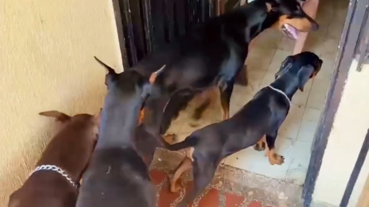 Así lucen algunos de los caninos que se encontraban en la vivienda.