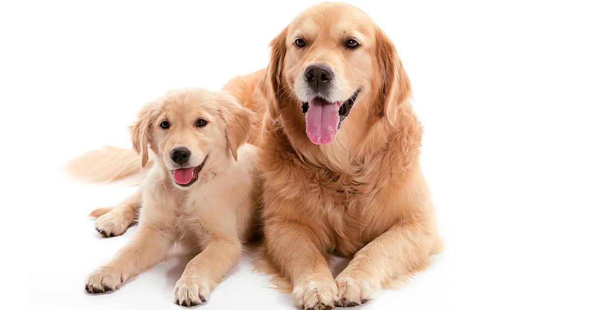 Estas son las 7 razas de perros más fáciles de adiestrar.