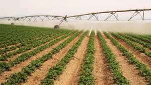 Riego de campos de papa cultivo