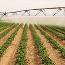 Riego de campos de papa cultivo