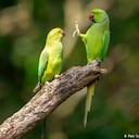 PAJAROS DW - NO USAR