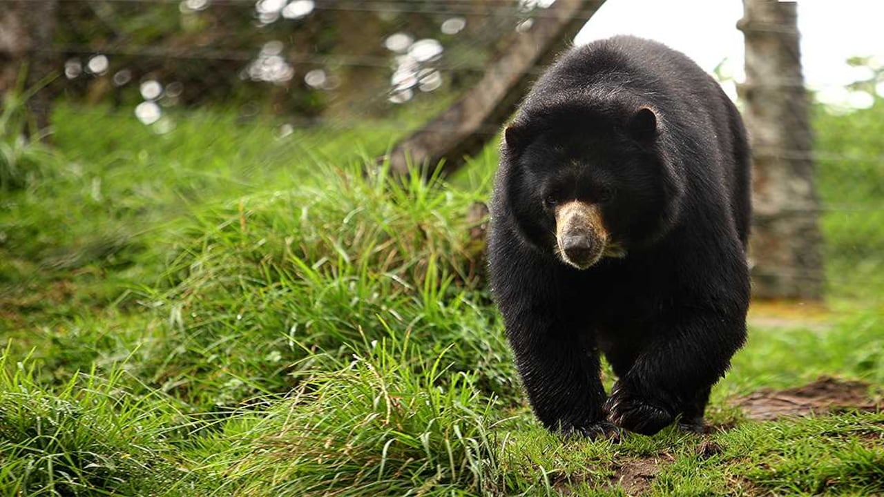 El oso de anteojos es una de las especies amenazadas que ha entrado en más conflicto con los humanos en los últimos años, producto de la pérdida de su hábitat. Foto: archivo/Semana.