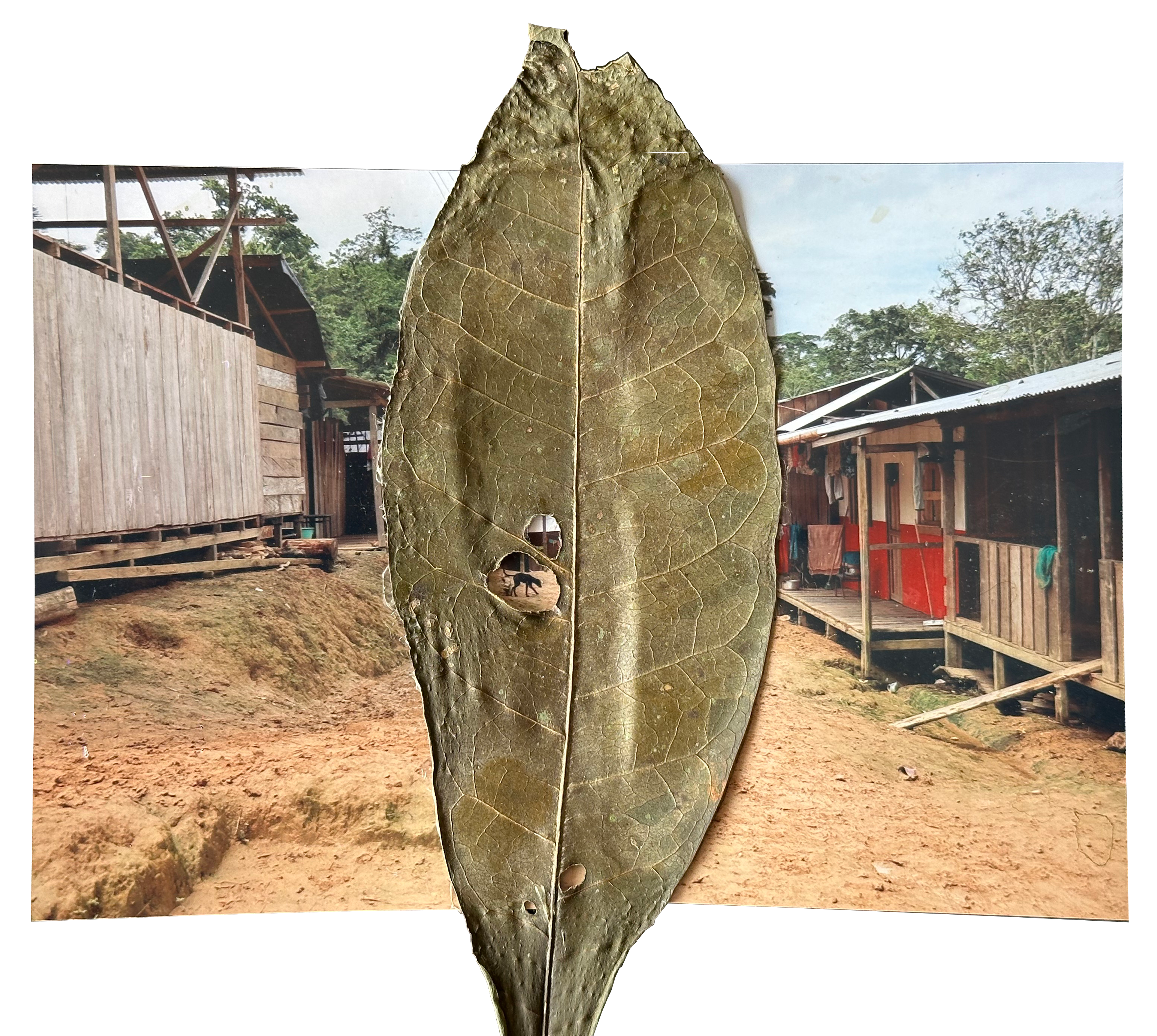 Puesto Indio, Sanadora Rogelina.