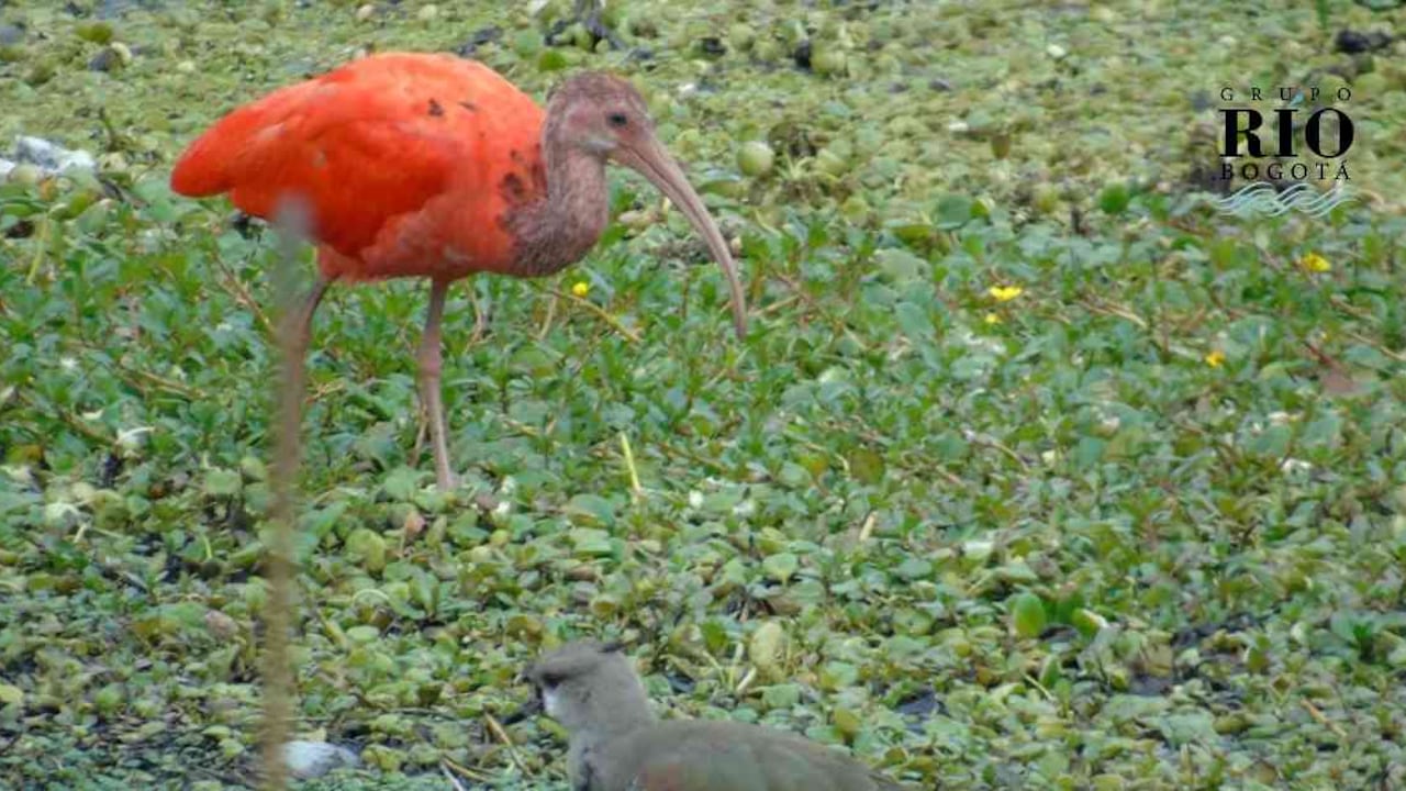 Esta extraña ave nativa del Caribe y la Orinoquia apareció hace un año en Bogotá. Foto: Fundación Humedales Bogotá.