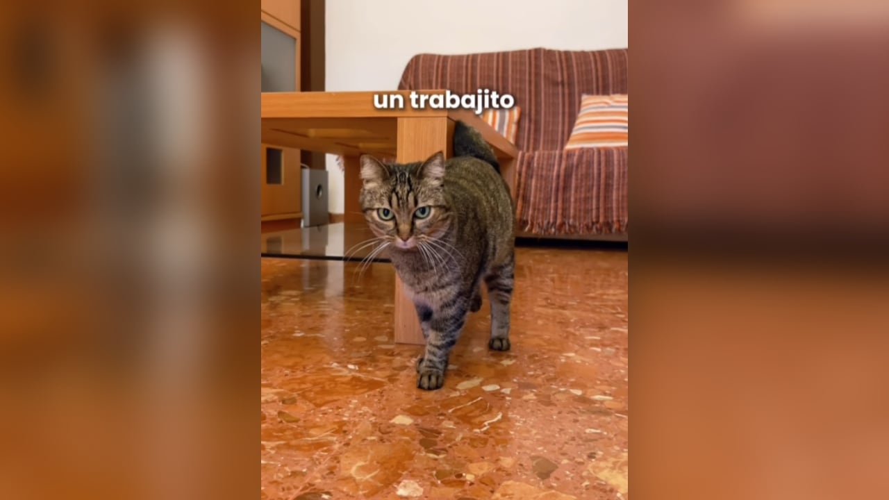 Esta fue la gata que la mujer cuidó por algunas horas.