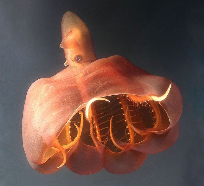 Recreación del calamar vampiro del infierno.