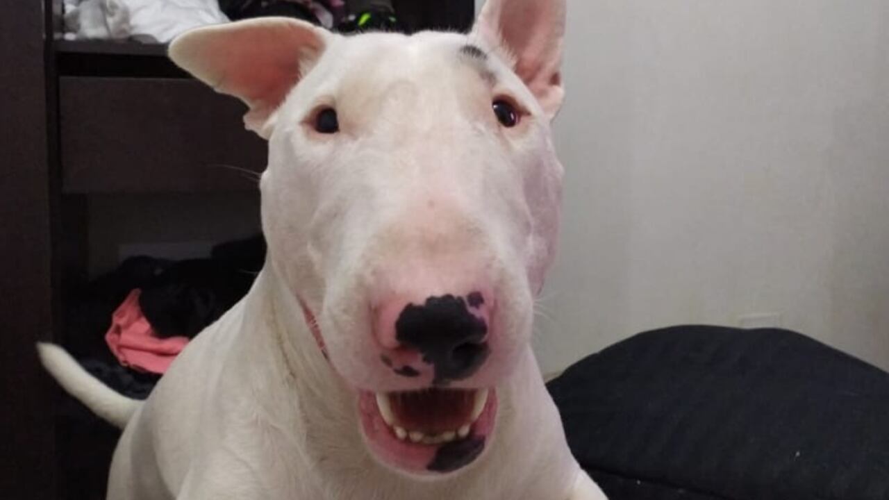 Perro maltratado