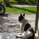 Falso vendedor de bolsas raptó a perrita enferma en la puerta de un local en Bosa La Esperanza.