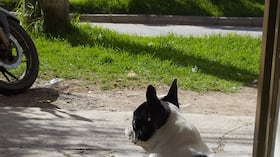 Falso vendedor de bolsas raptó a perrita enferma en la puerta de un local en Bosa La Esperanza.