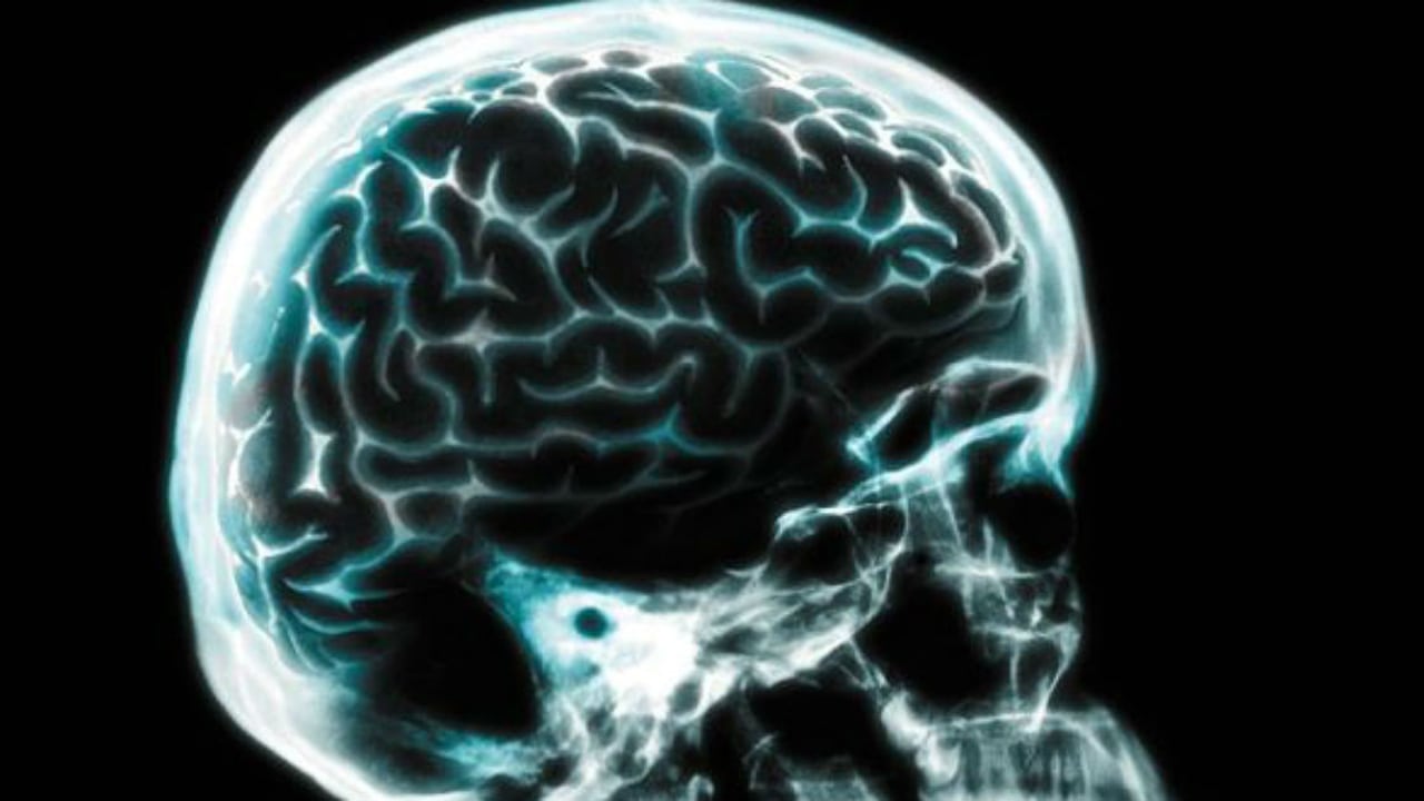 Los científicos han estudiado esta sustancia del cerebro desde 1948.