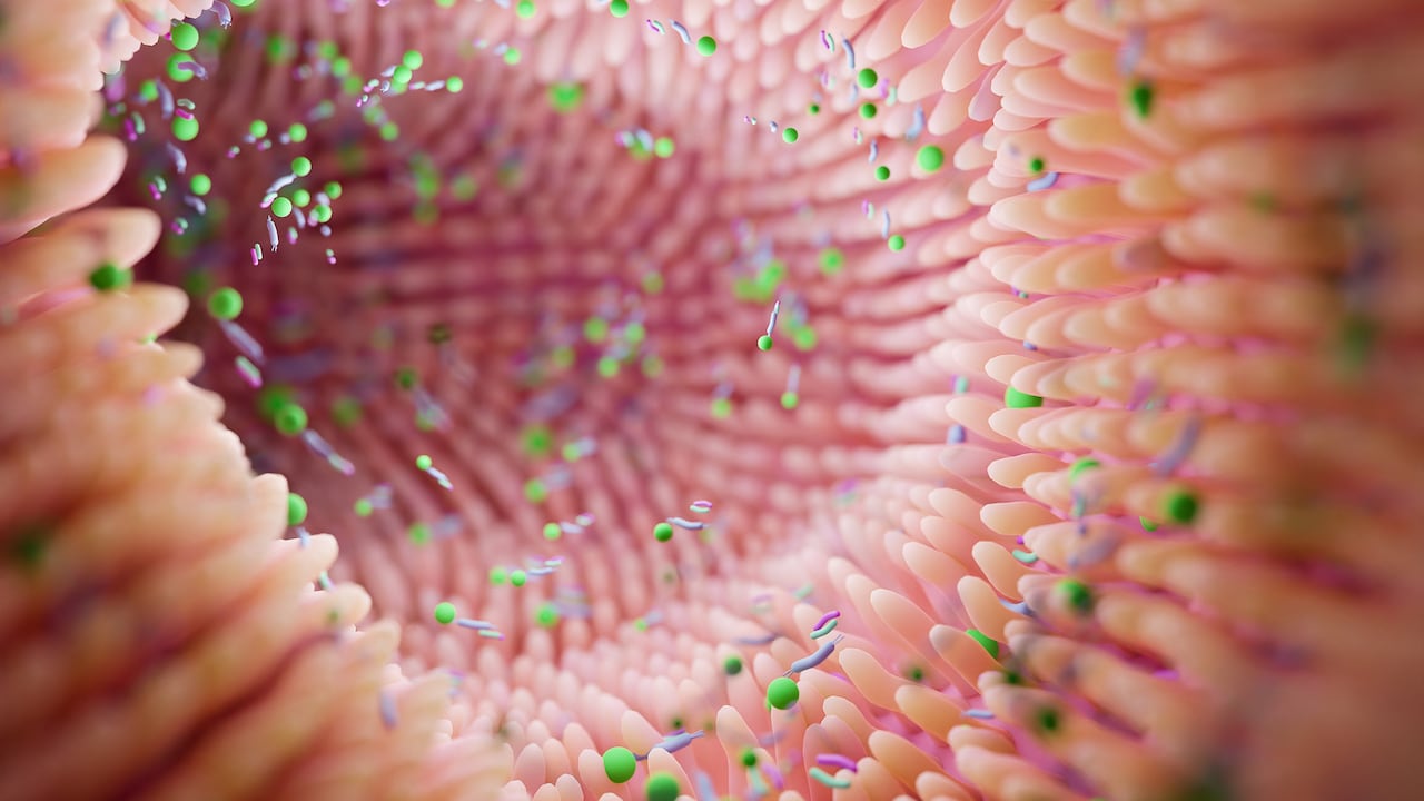 Flora Intestinala ¿Qué se puede tomar para regenerar la flora intestinal? - El País