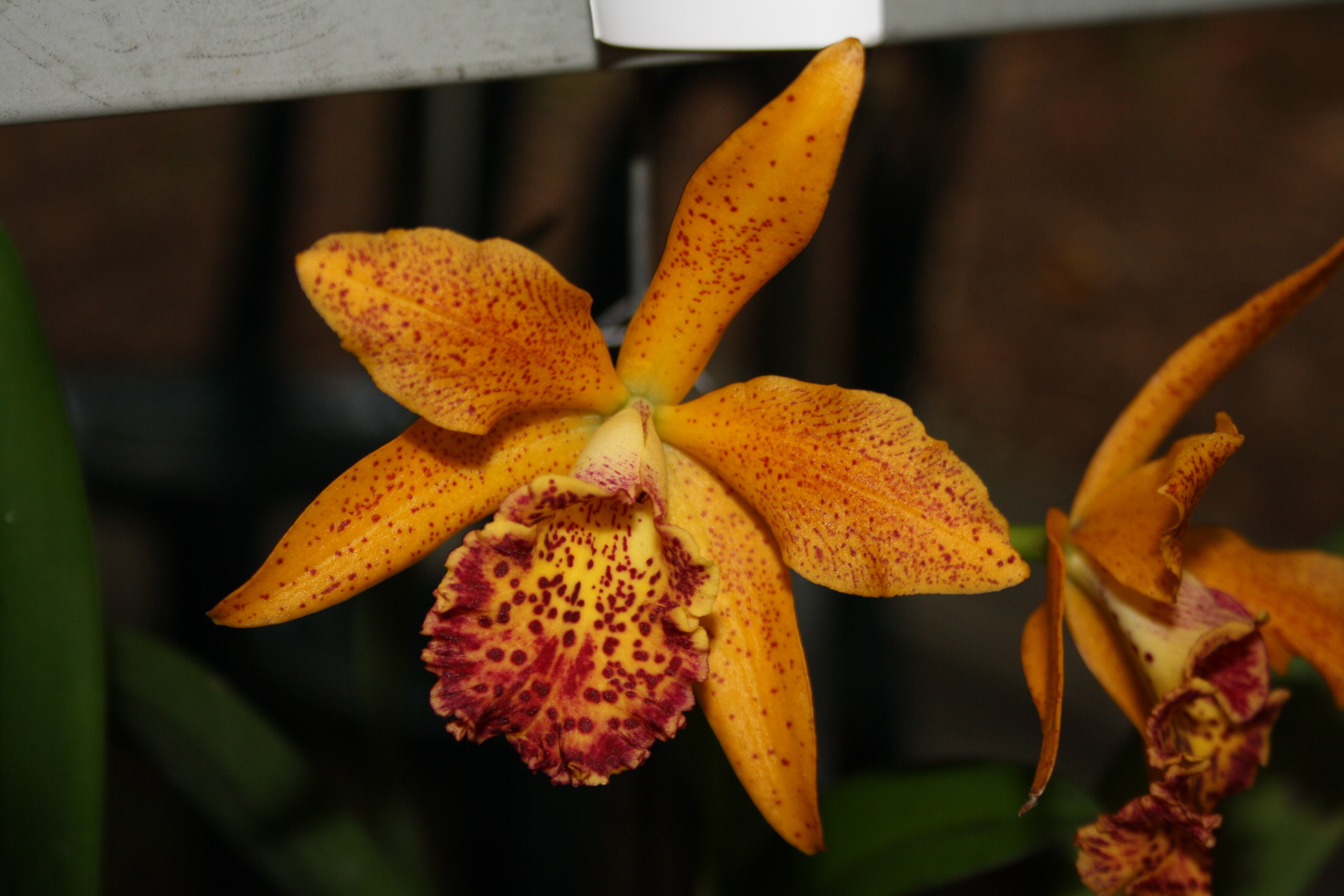 Hay alrededor de 15.000 ejemplares.