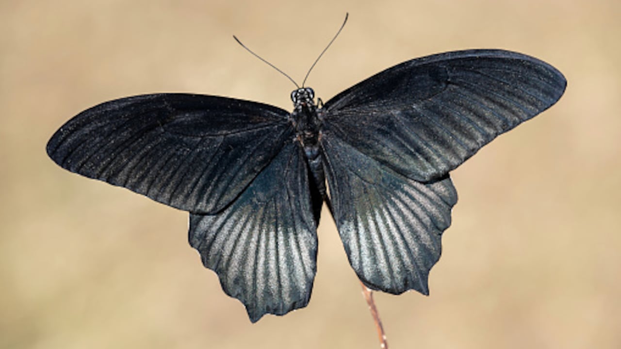 Las mariposas negras poseen un significado especial.