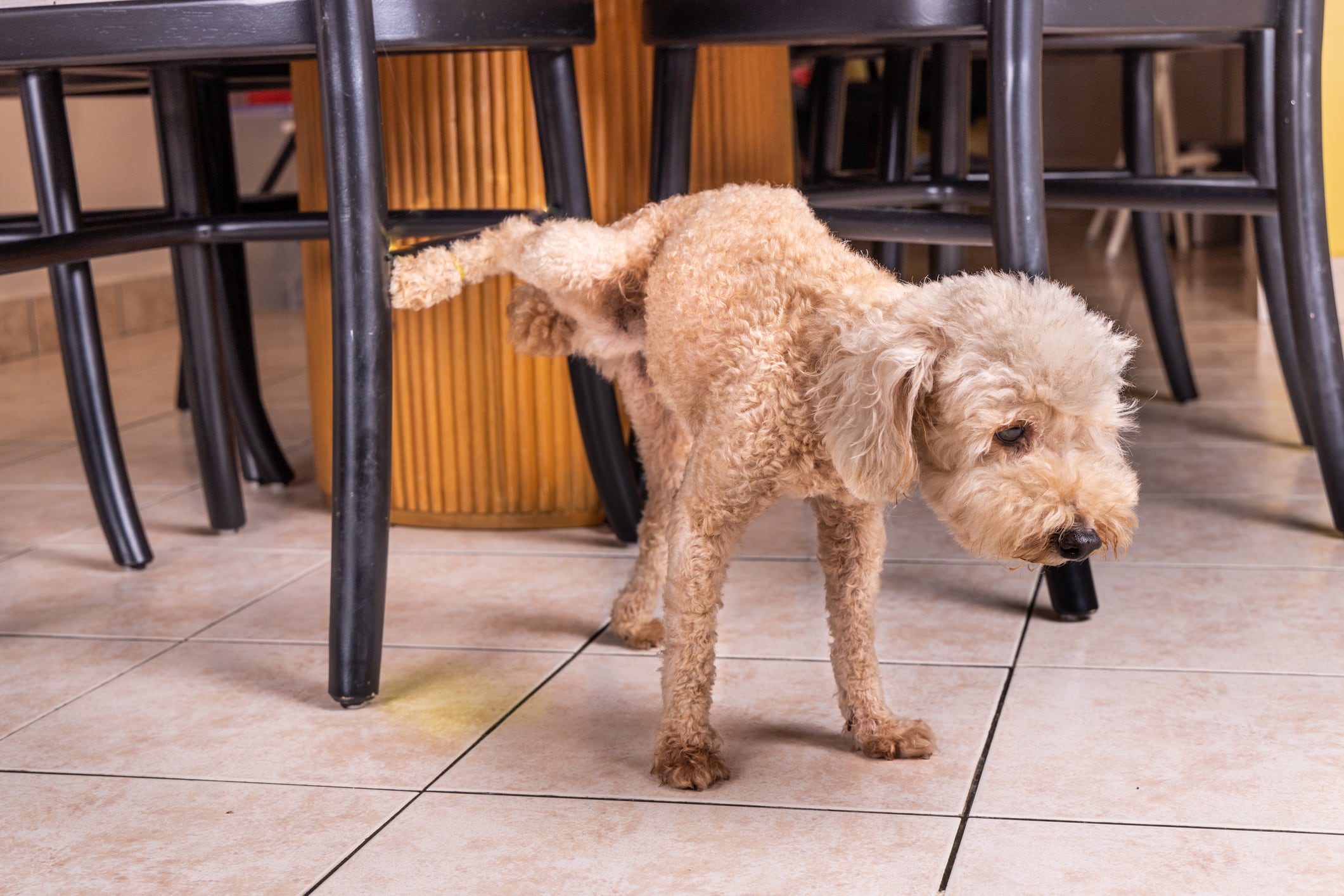 Los perros pueden tardar en aprender a ir al baño para orinar.