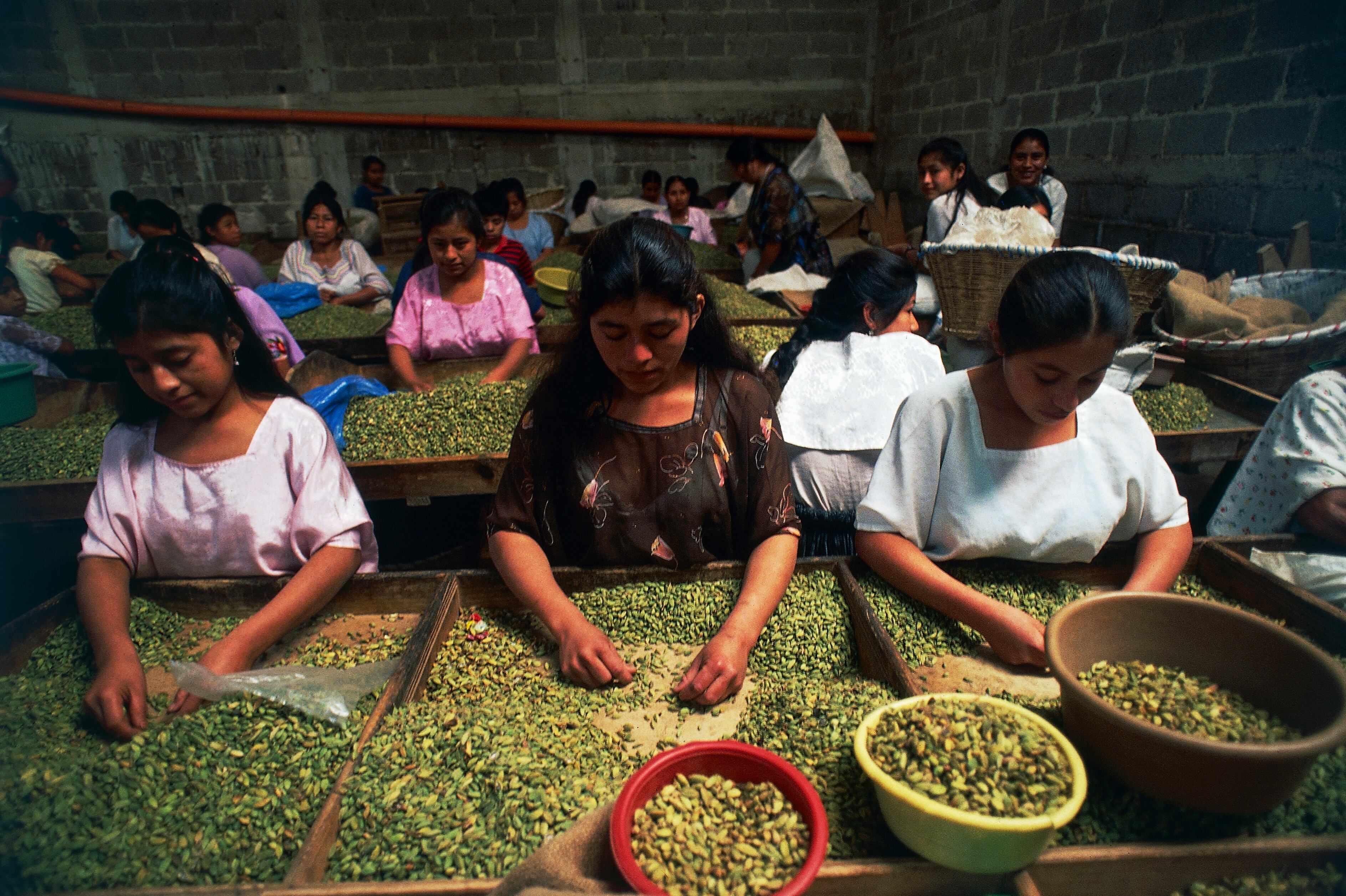 ujeres seleccionando manualmente semillas de cardamomo, Coban, Alta Verapaz, Guatemala.