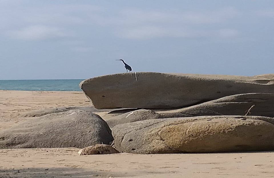 Foto: Parques Nacionales Naturales