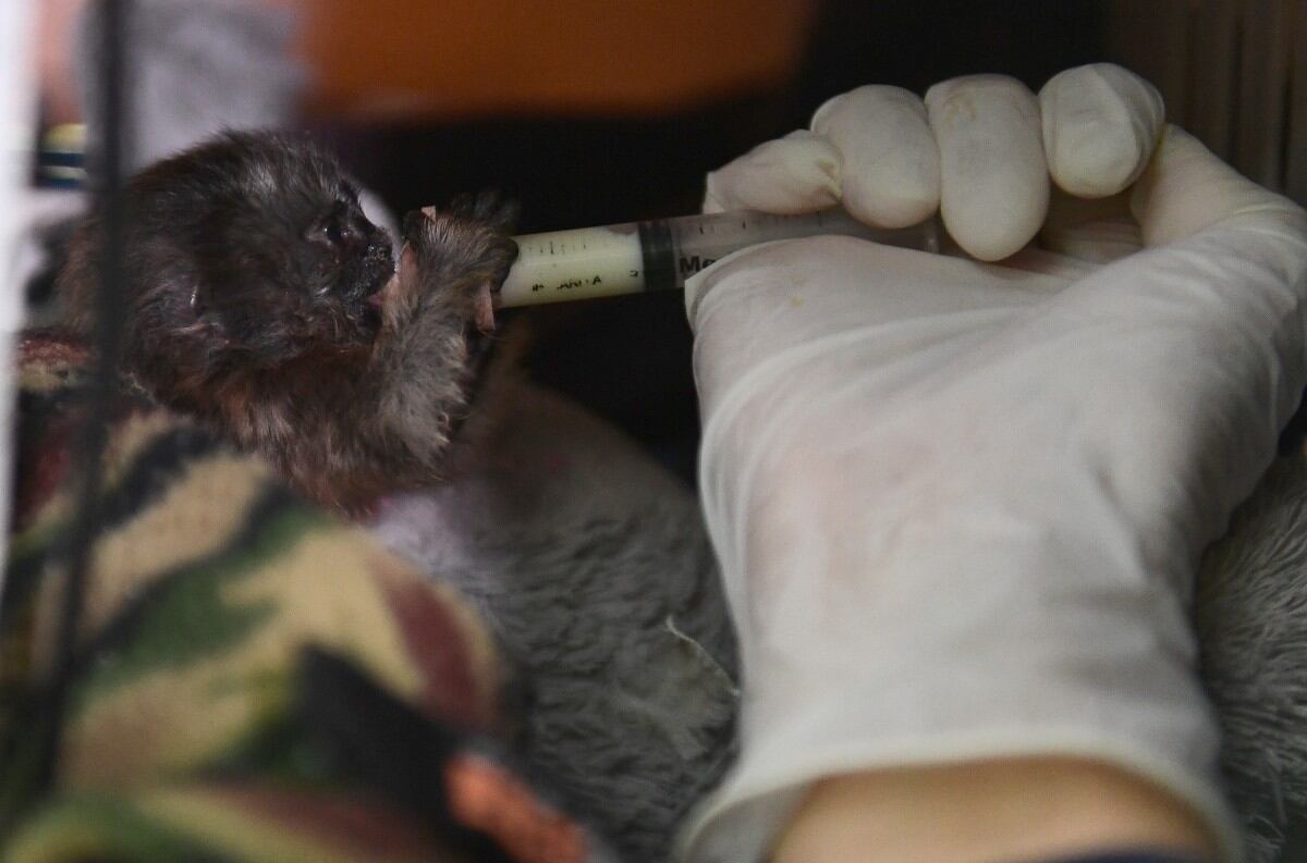 No será como Punch: el tití colombiano será preparado para sobrevivir solo