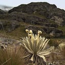 El páramo de Guerrero tiene una extensión de más de 43.000 hectáreas.